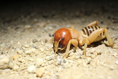 Ammopelmatus