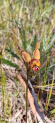 Diuris orientis