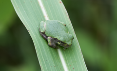 Hyla