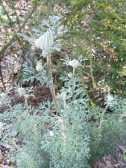 Actinotus helianthi