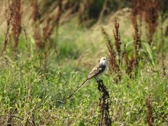 Tyrannus forficatus