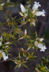 Astroloma xerophyllum