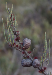 Allocasuarina humilis