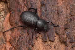 Coelocnemis dilaticollis