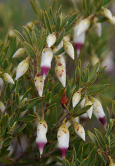 Conostephium pendulum