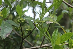 Hedycarya angustifolia