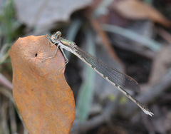 Sympecma fusca