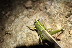 Schistocerca lineata