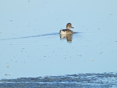 Anas crecca carolinensis