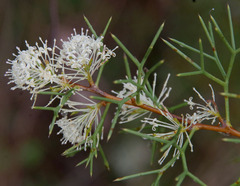 Hakea lissocarpha