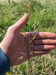 Bromus inermis