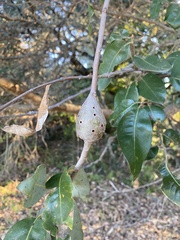 Protobalandricus spectabilis