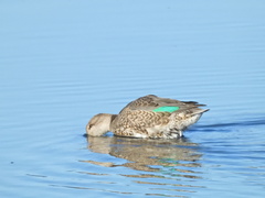 Anas crecca carolinensis