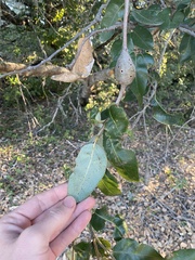 Protobalandricus spectabilis