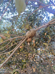 Protobalandricus spectabilis