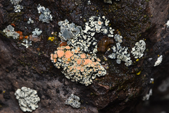 Rhizoplaca chrysoleuca