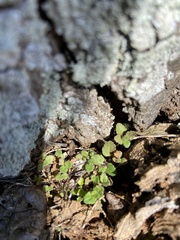 Veronica arvensis