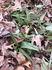 Allium tricoccum