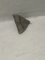 Ophisma