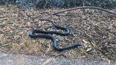 Coluber constrictor priapus