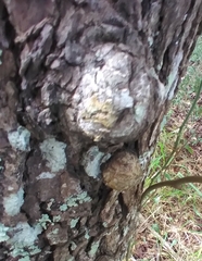 Agrobacterium radiobacter