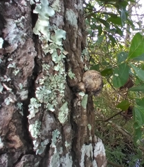 Agrobacterium radiobacter