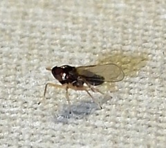 Pissonotus piceus