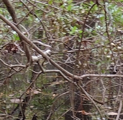Nerodia erythrogaster