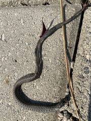 Thamnophis elegans