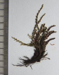 Calymmodon gracillimus