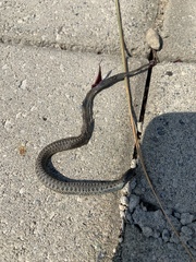 Thamnophis elegans