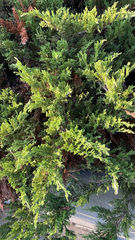 Juniperus horizontalis