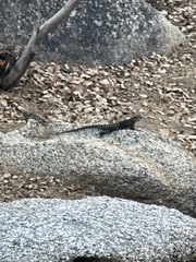 Sceloporus orcutti