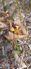 Diuris orientis