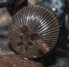 Cyclocosmia truncata