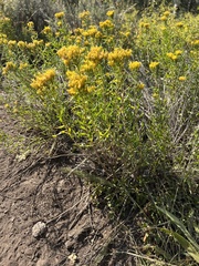 Chrysothamnus viscidiflorus