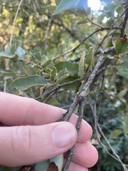 Dryocosmus asymmetricus