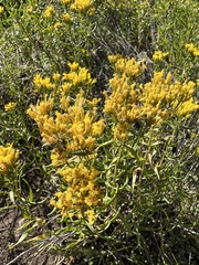 Chrysothamnus viscidiflorus