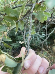 Dryocosmus asymmetricus