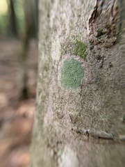 Lecanora strobilina