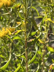 Chrysothamnus viscidiflorus