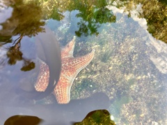 Dermasterias imbricata