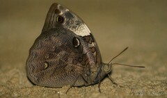 Opsiphanes invirae