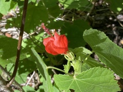Malvaviscus arboreus drummondii