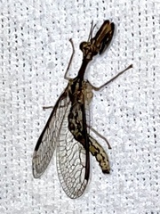 Mantispinae