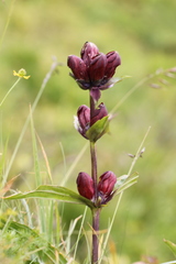 Gentiana purpurea