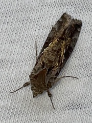 Chrysodeixis