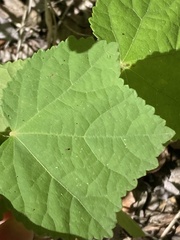 Malvaviscus arboreus drummondii