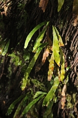 Notogrammitis billardierei