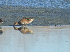 Anas crecca carolinensis